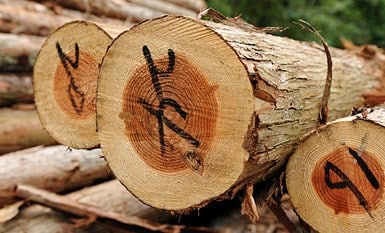 tenryuuzai s03 img01